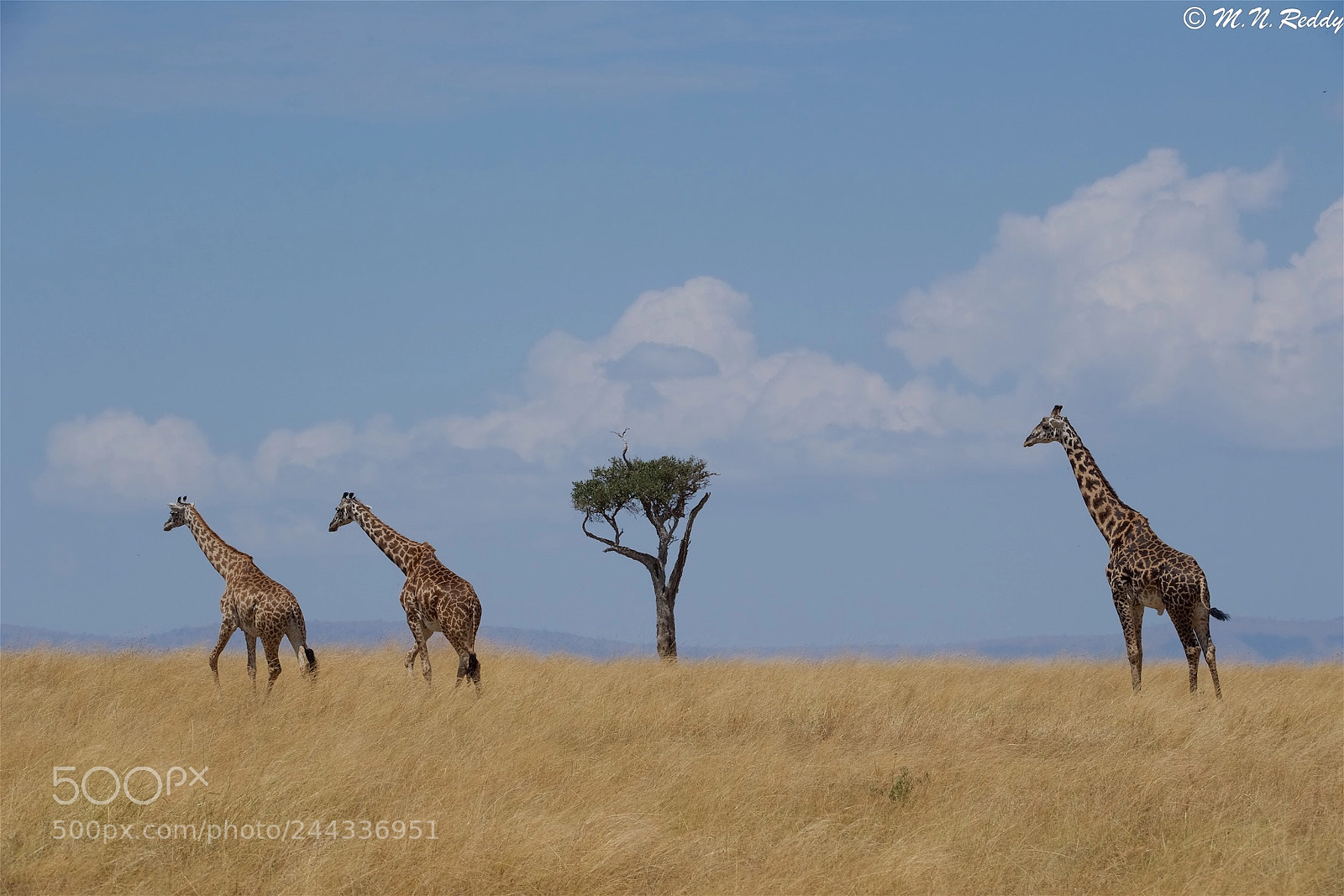 Nikon D5 sample photo. Giraffes in mara savannah's photography