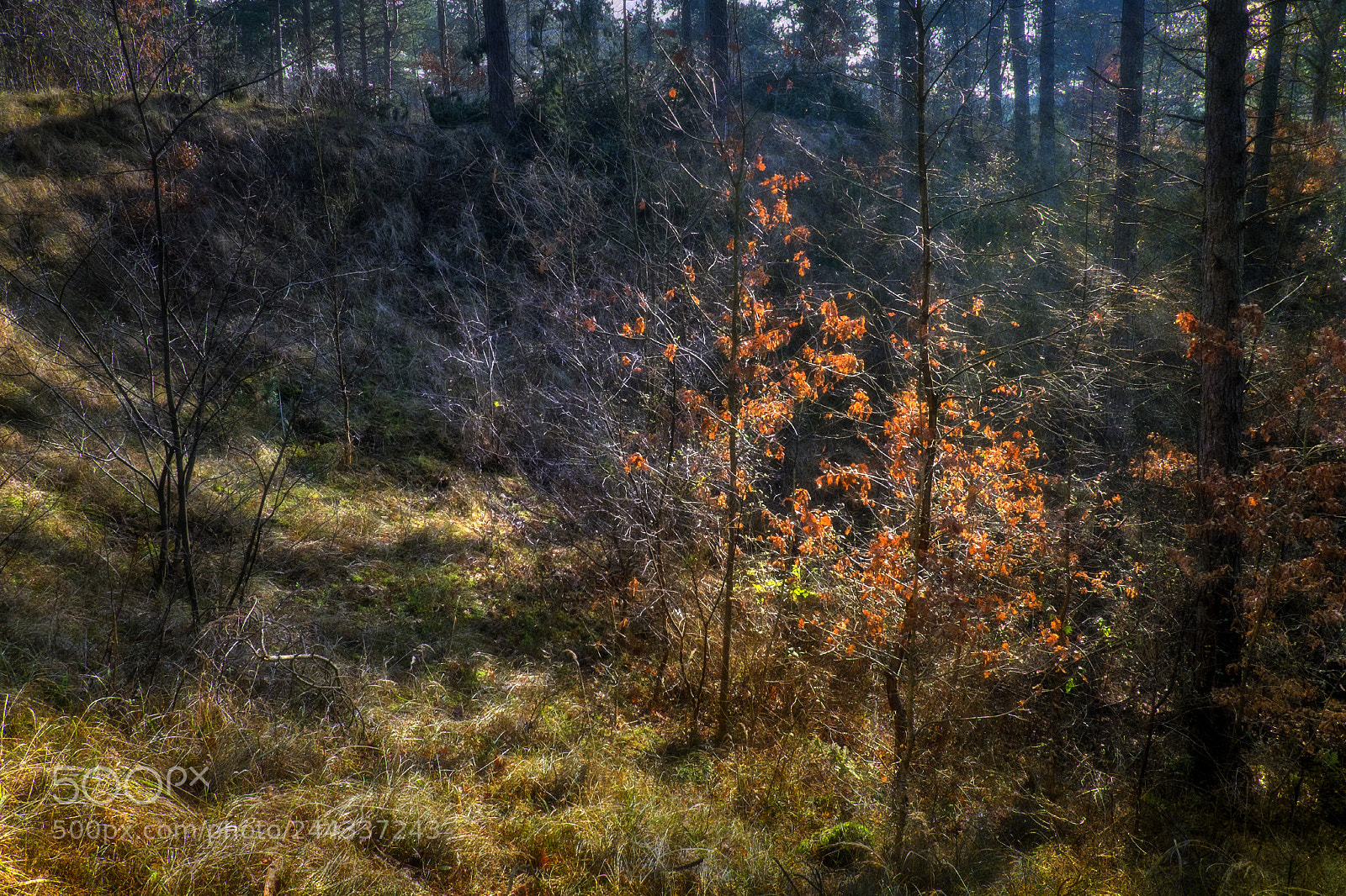 Fujifilm X-T1 sample photo. The light in the photography