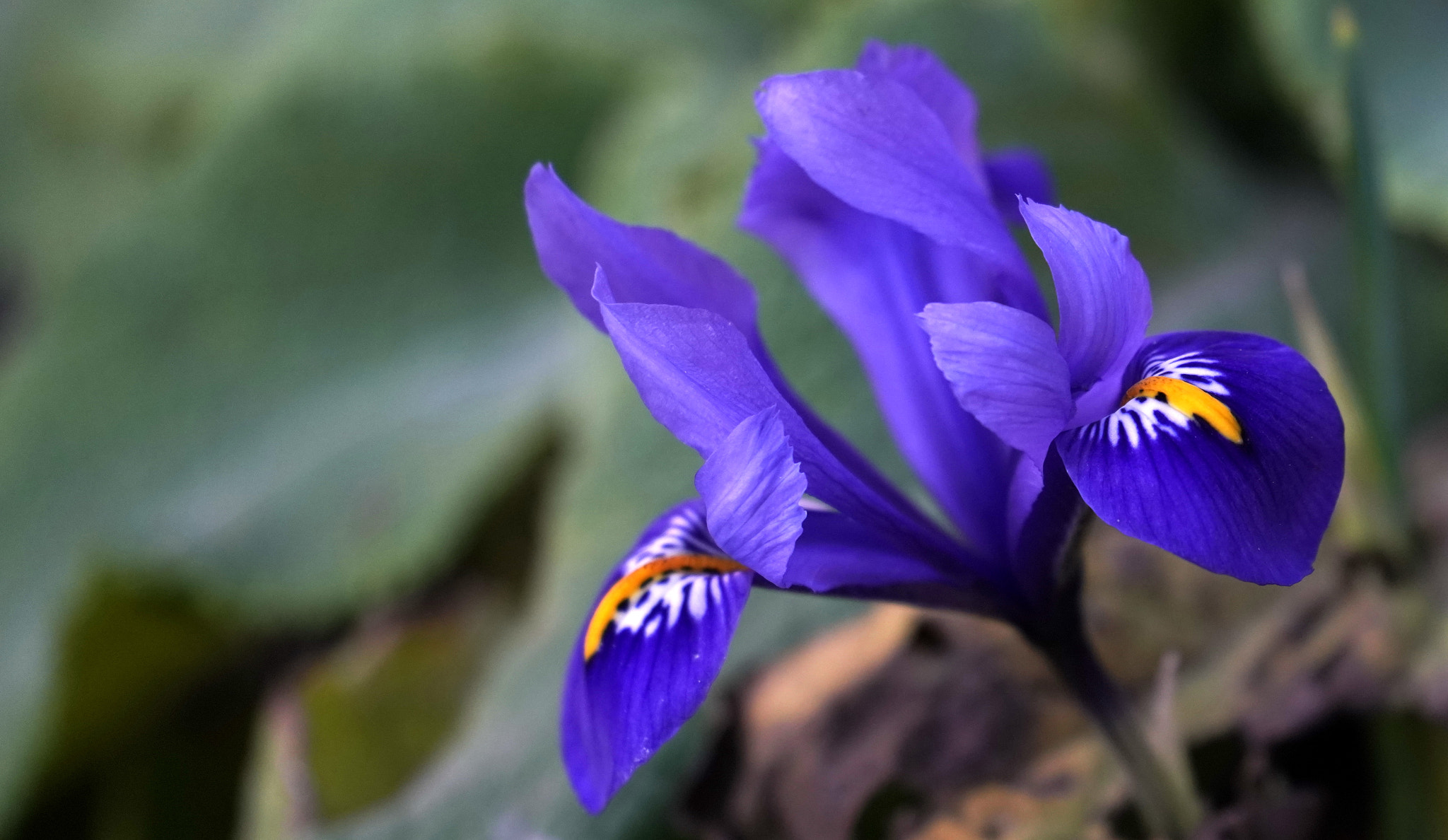 Sony FE 70-300mm F4.5-5.6 G OSS sample photo. Spring foretaste photography