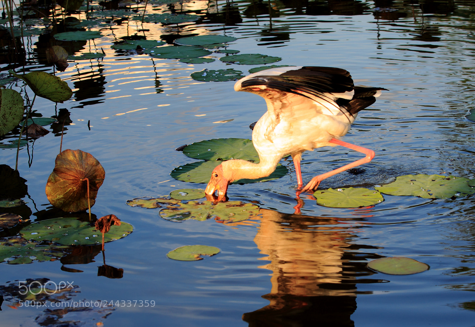 Canon EOS 50D sample photo. Stork photography