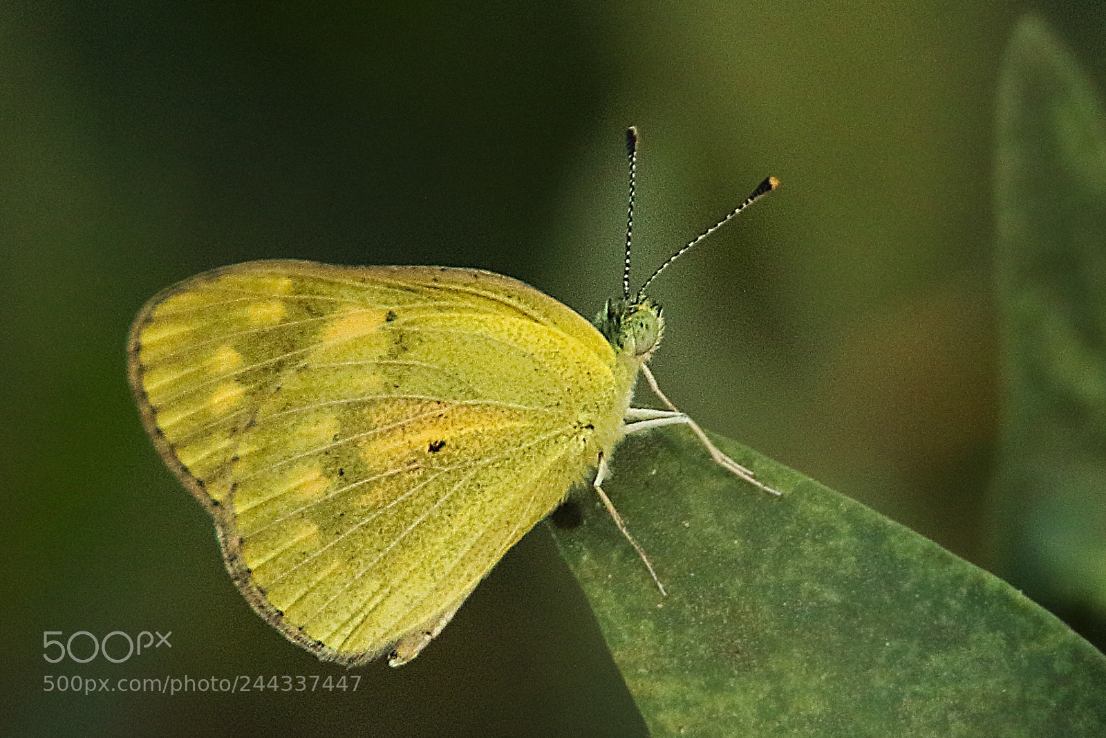 Canon EOS 7D Mark II sample photo. Colotis amata - small photography