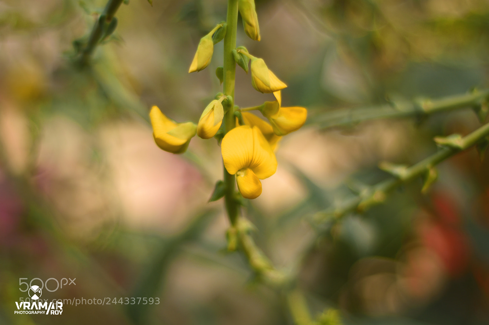 Nikon D7200 sample photo. Flower photography