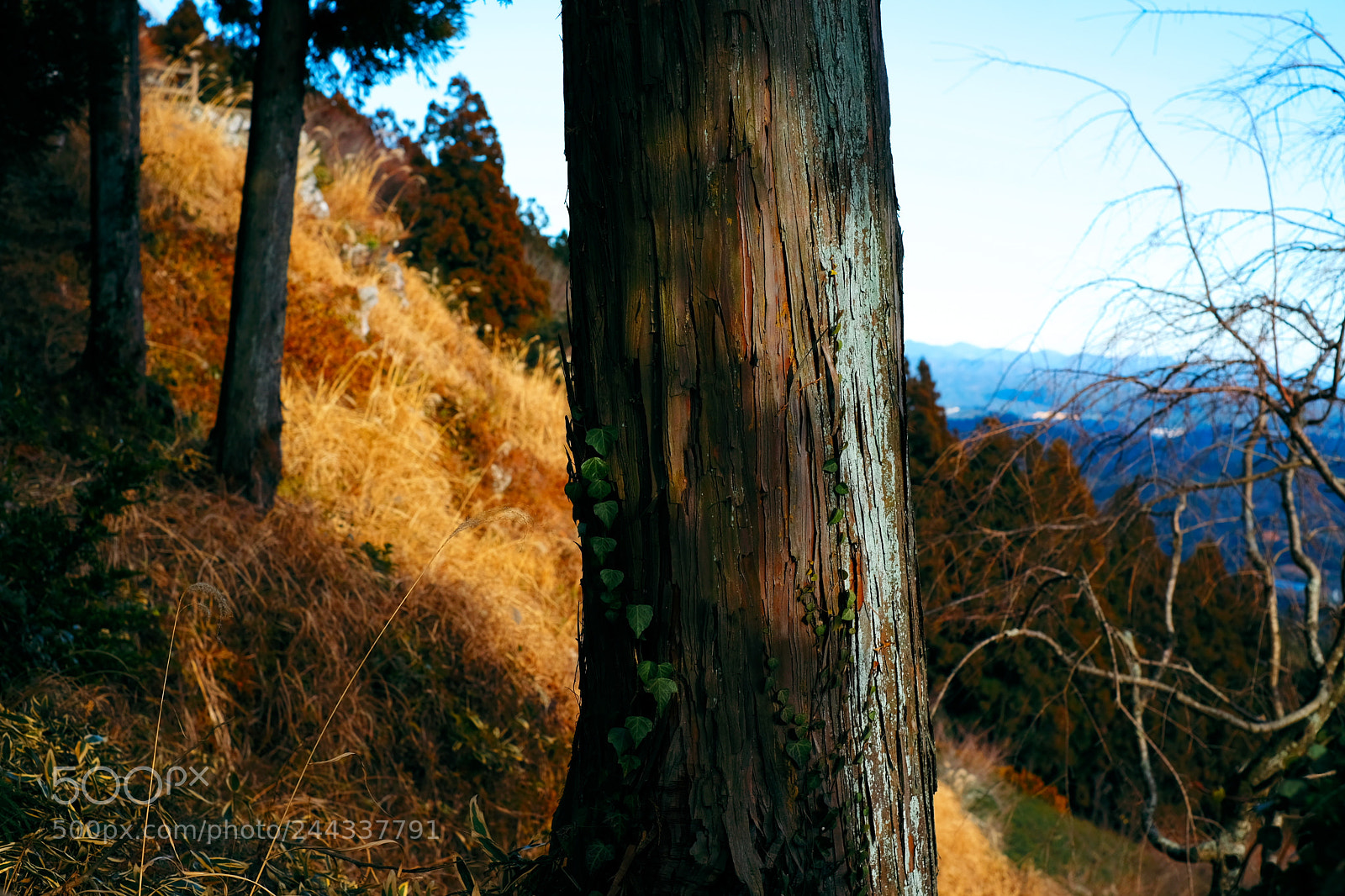 Fujifilm X-Pro2 sample photo. Tree,,,mountainisgolden. photography