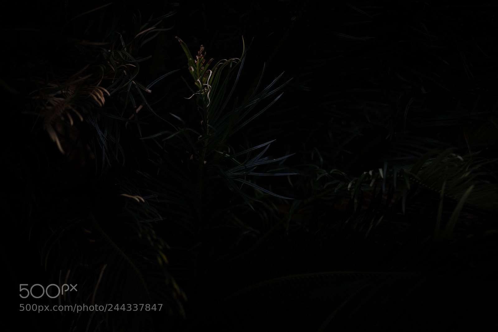 Sony a7R III sample photo. Plant photography
