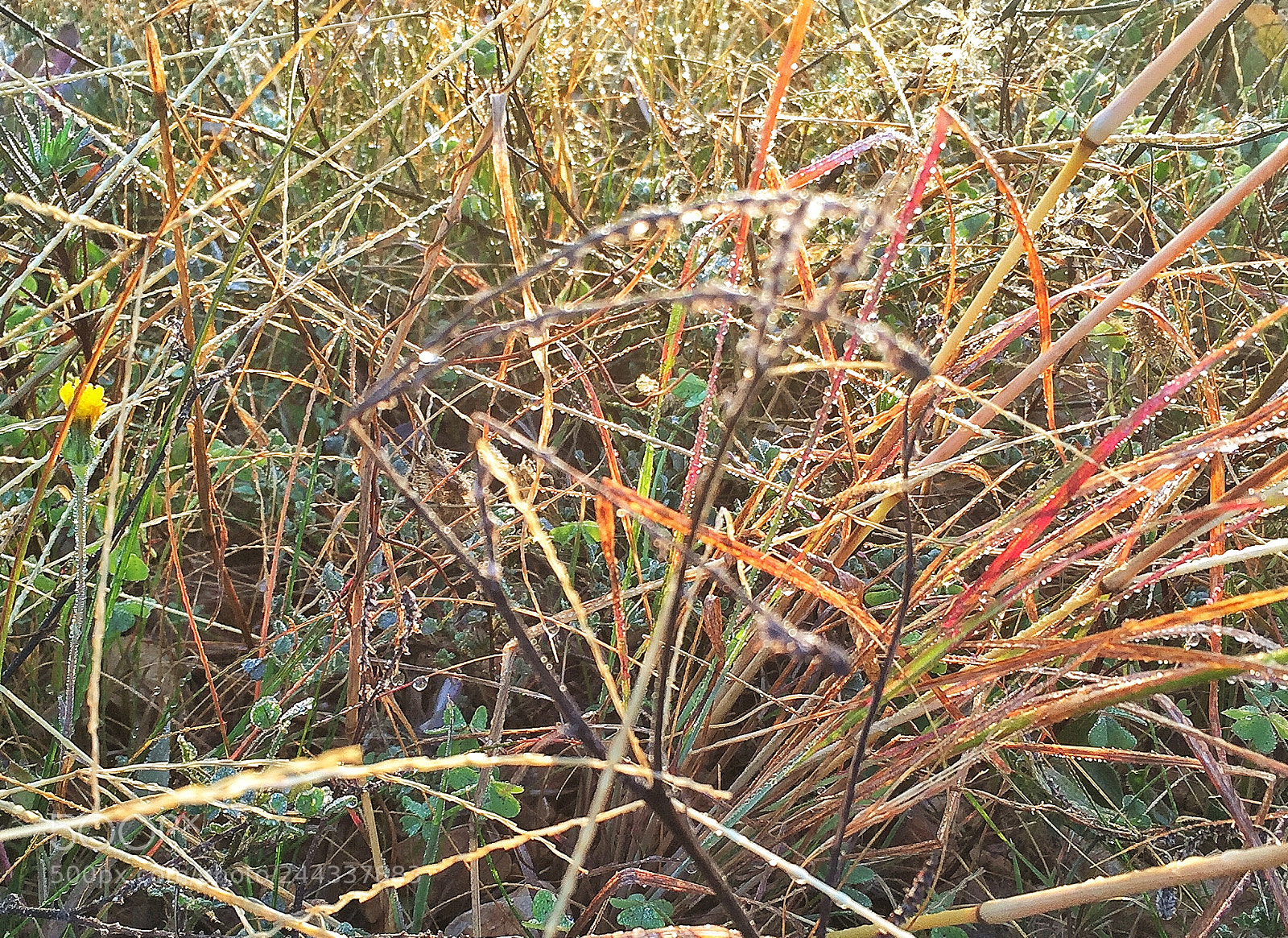 Apple iPhone 6 sample photo. Long grasses in a photography