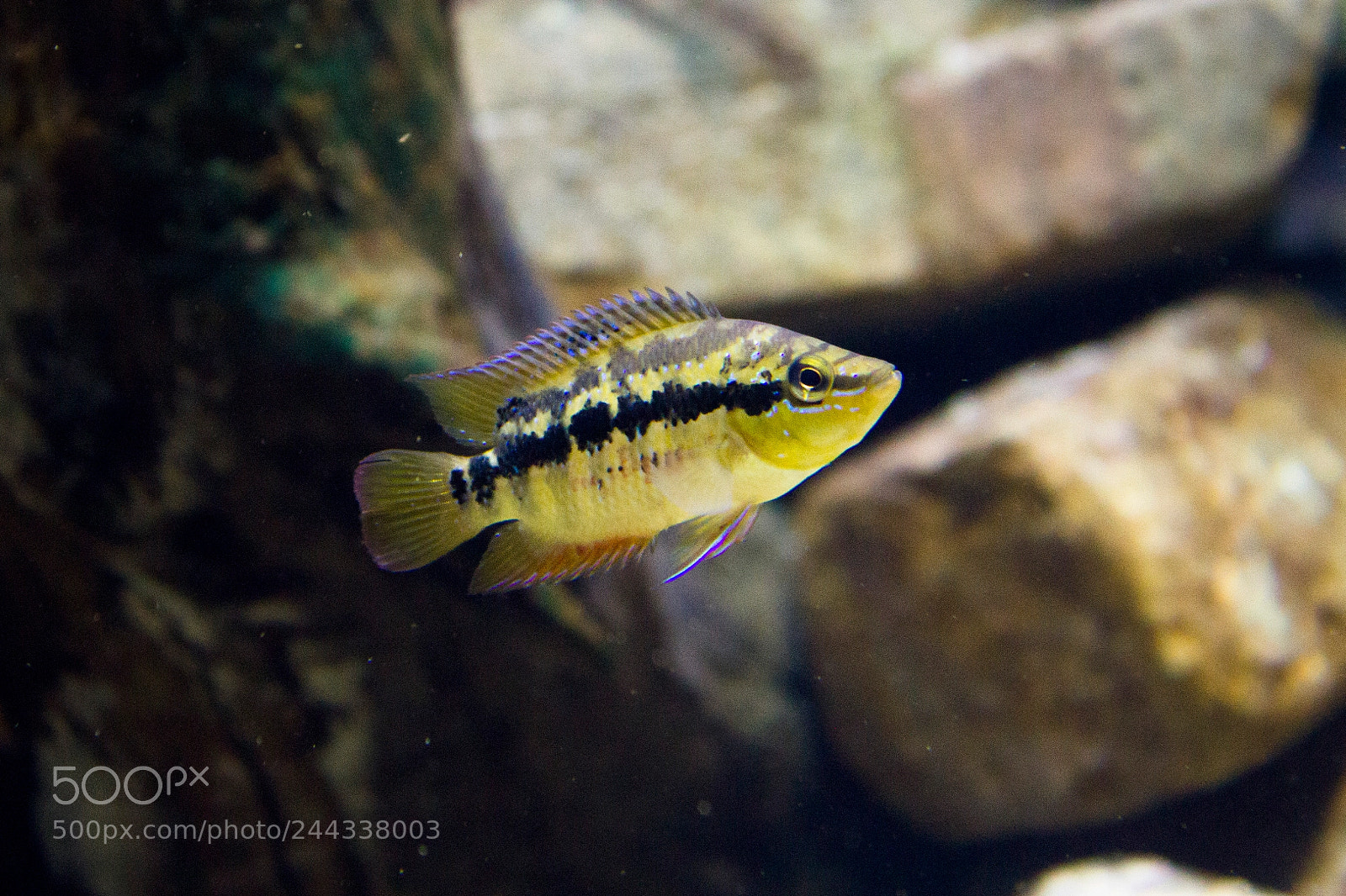 Canon EOS 550D (EOS Rebel T2i / EOS Kiss X4) sample photo. Salvin's cichlid photography