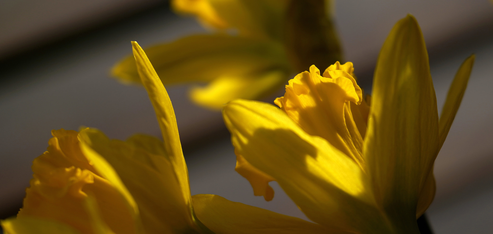 Sony FE 70-300mm F4.5-5.6 G OSS sample photo. Joyful yellow photography