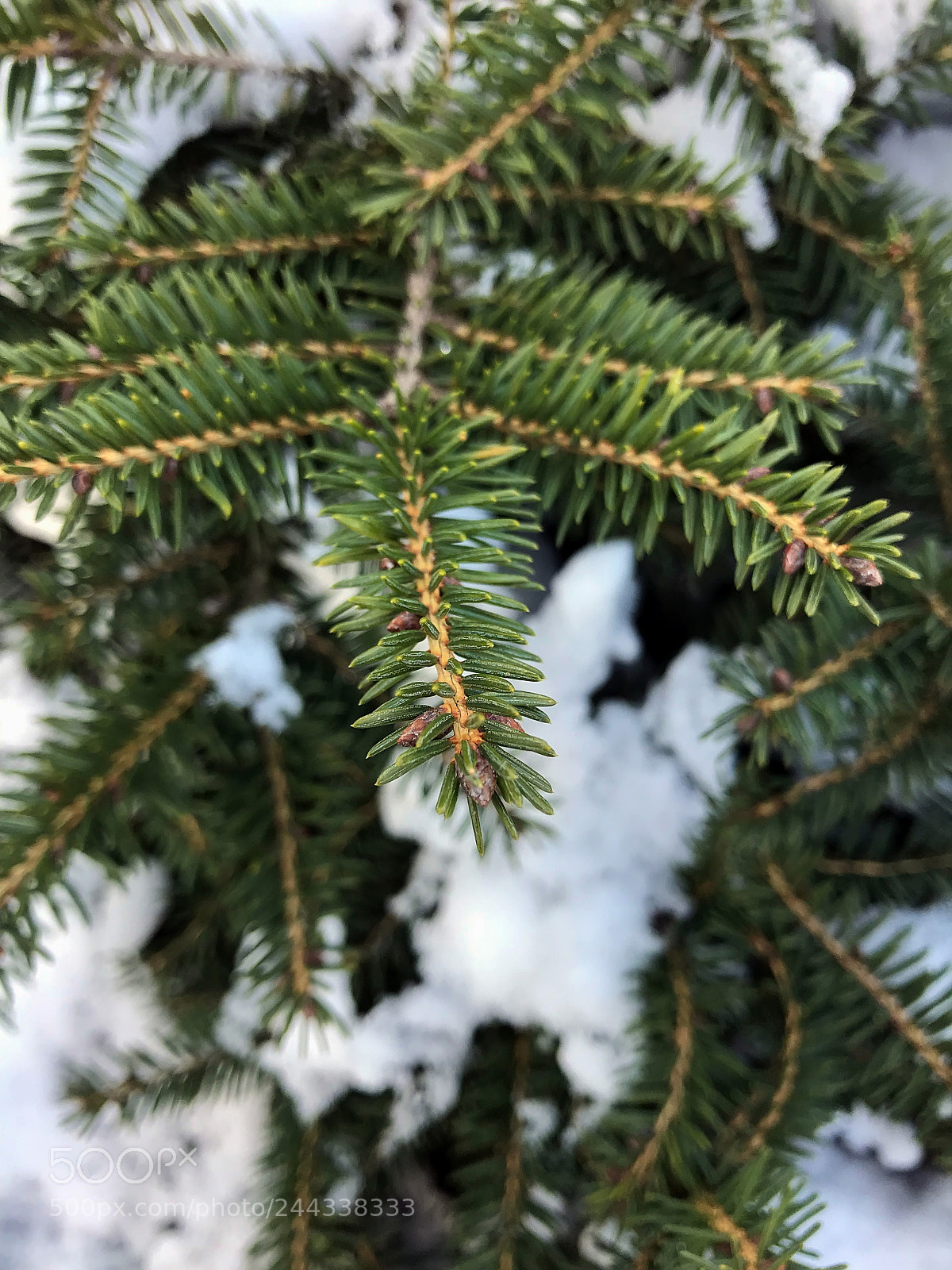 Apple iPhone 7 Plus sample photo. Fabulous winter forest photography