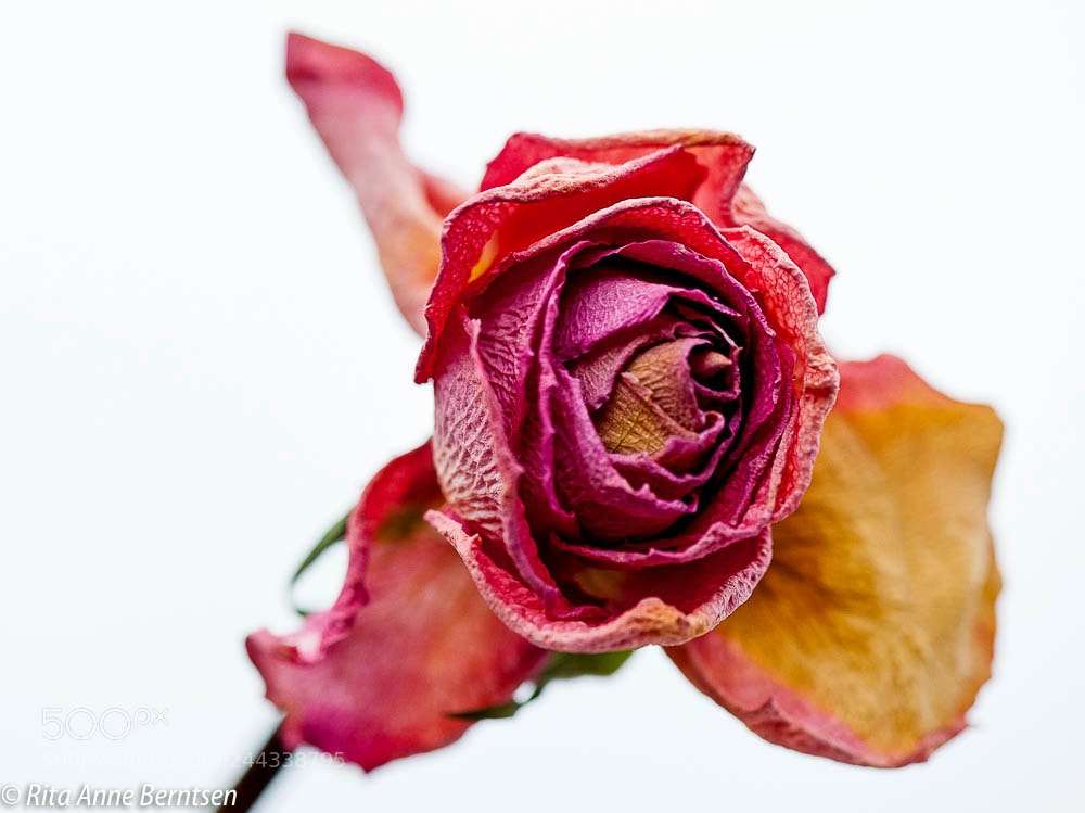 Nikon D700 sample photo. Roses photography