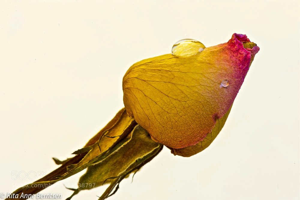 Nikon D700 sample photo. Roses photography