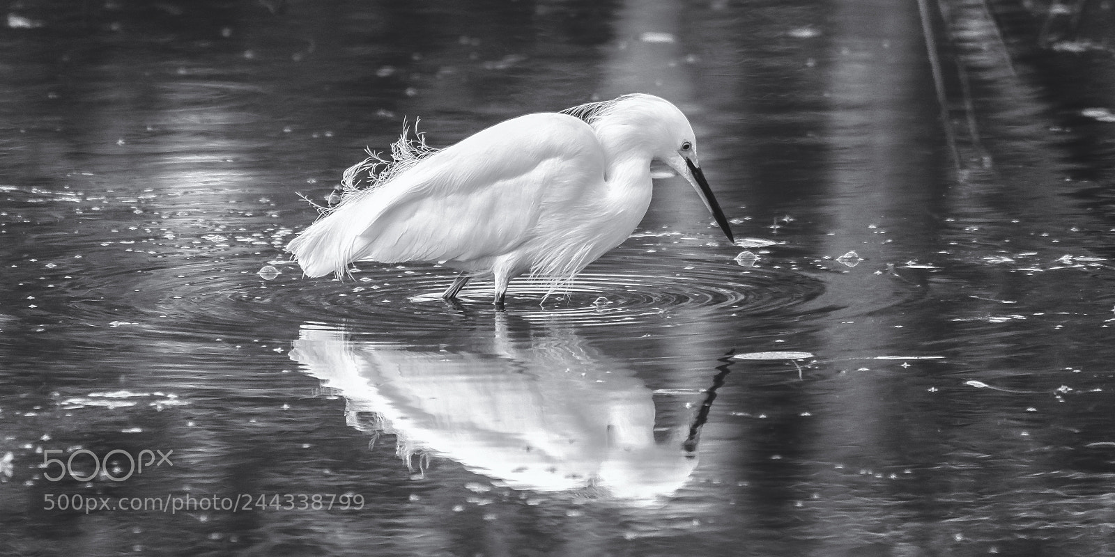 Nikon D810 sample photo. Egret and ripples photography