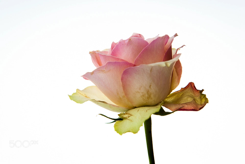 Nikon D700 sample photo. Roses photography