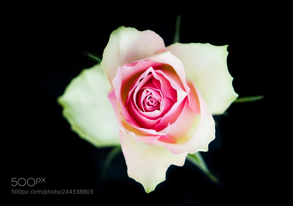 Nikon D700 sample photo. Roses photography