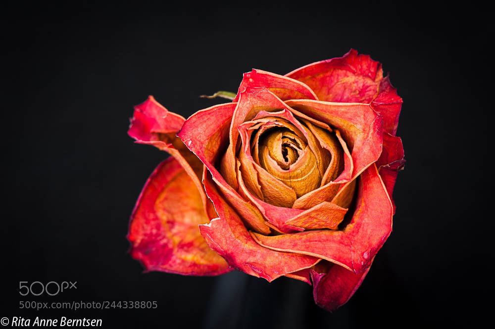 Nikon D700 sample photo. Roses photography