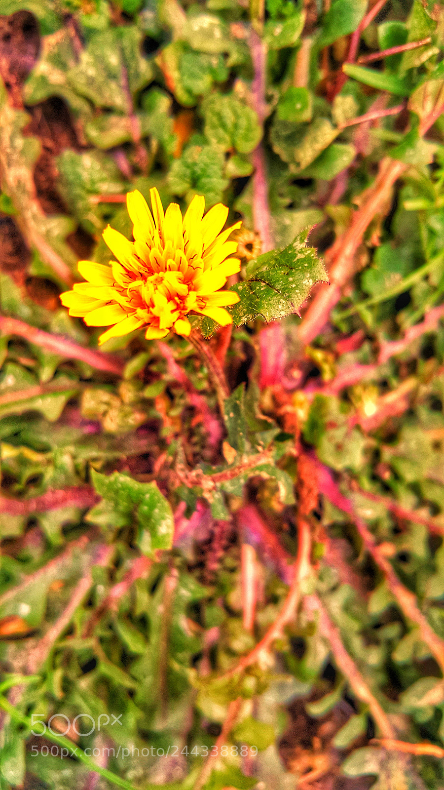 Samsung Galaxy Note4 sample photo. Sarı papatya photography