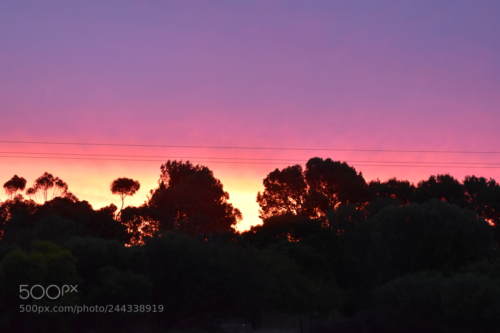 Nikon D5600 sample photo. Raspberry swirl photography