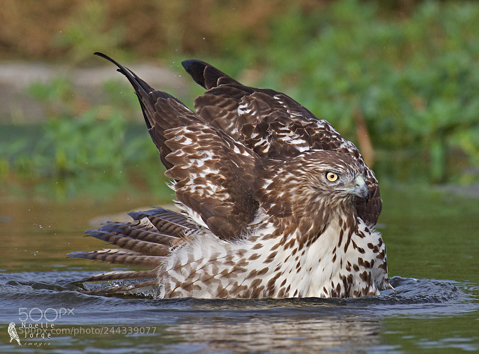 Nikon D500 sample photo. When a hawk acts photography