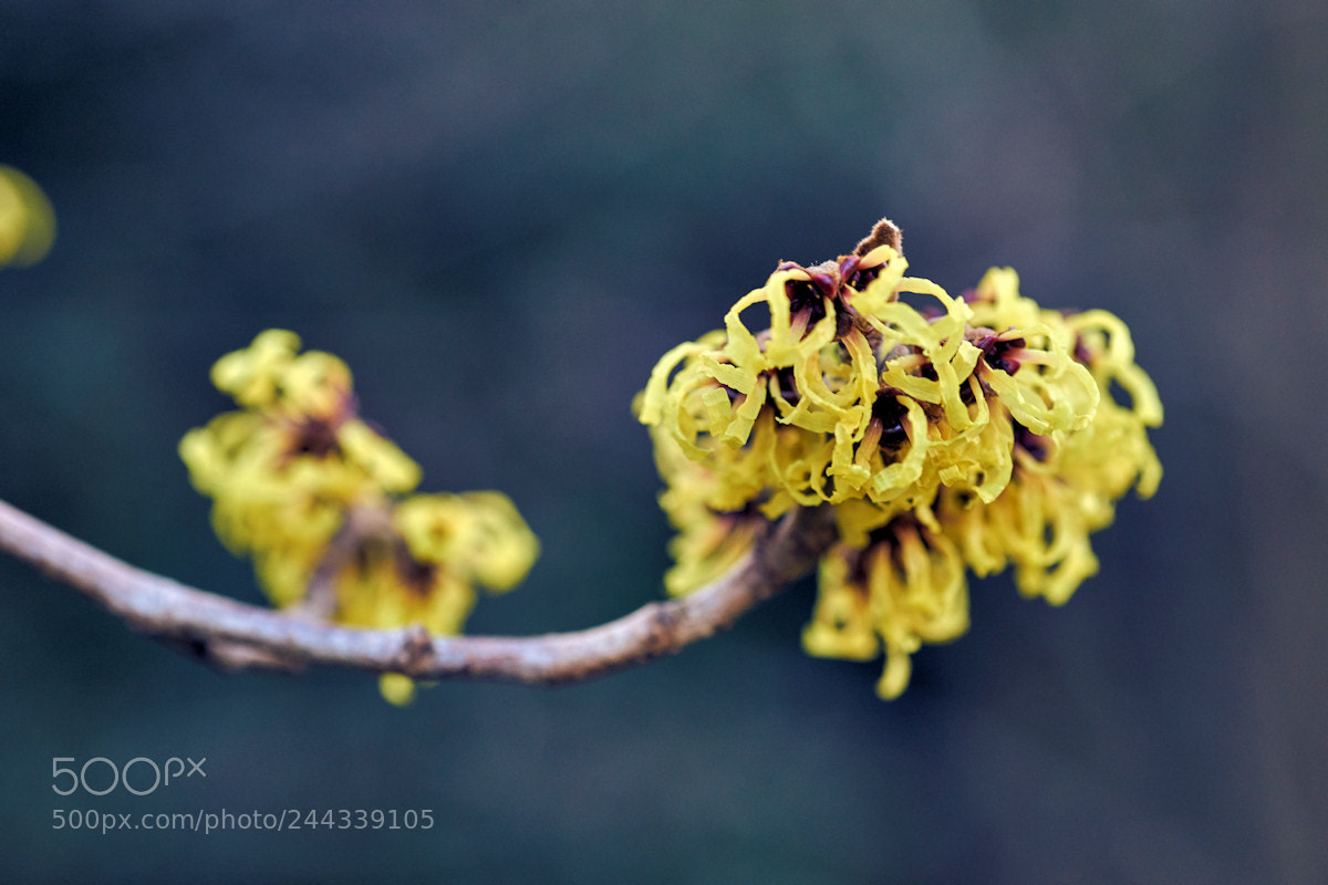 Sony SLT-A99V sample photo. January hazel blossum photography