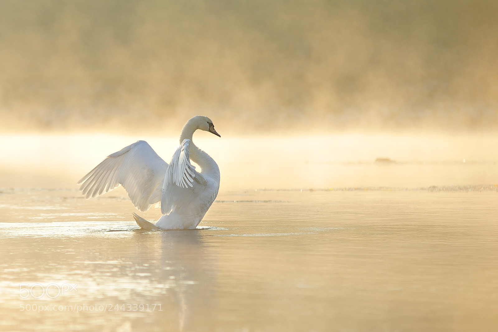 Nikon D700 sample photo. Morning has broken... photography