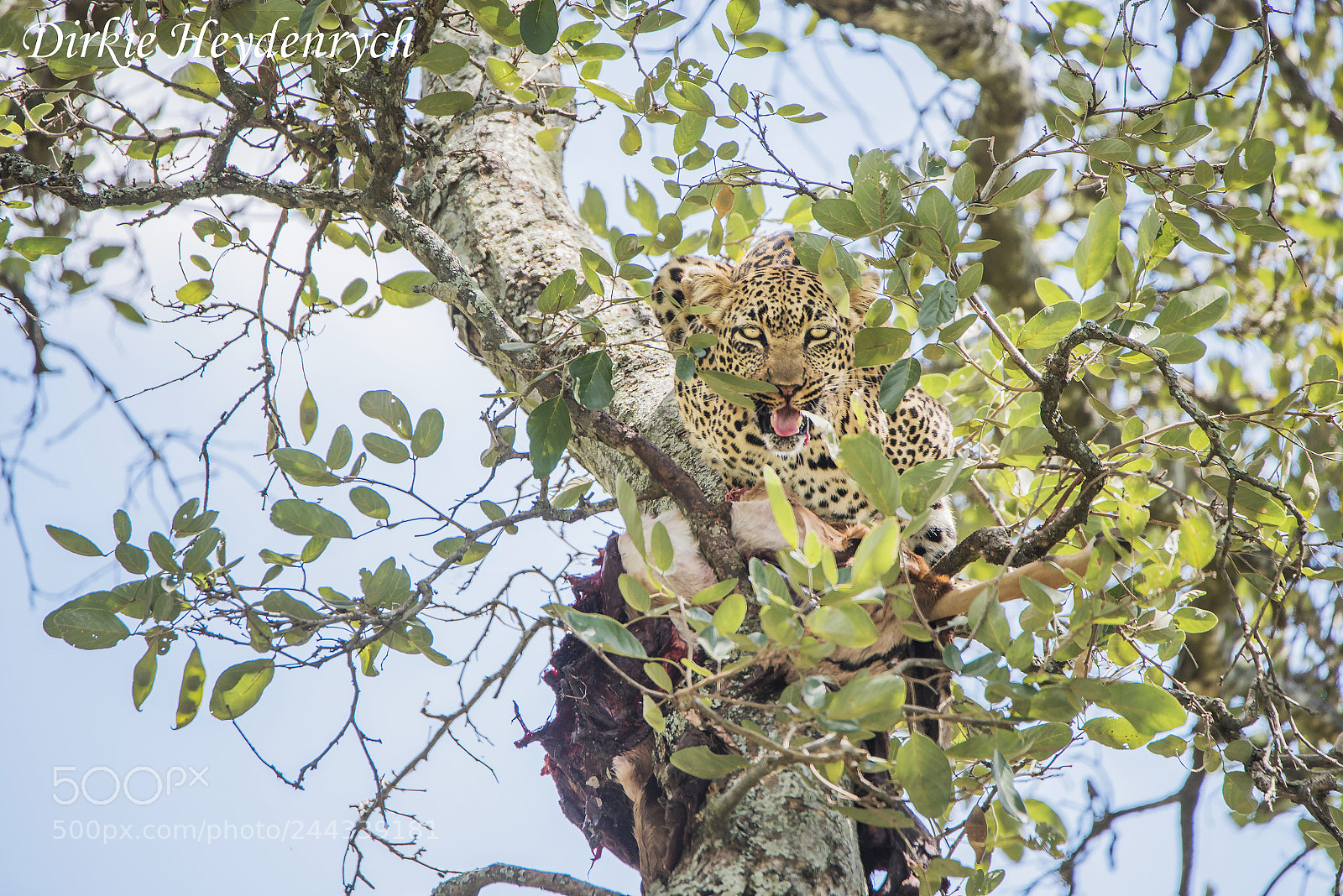 Nikon D800 sample photo. Leopard enjoying his prize. photography