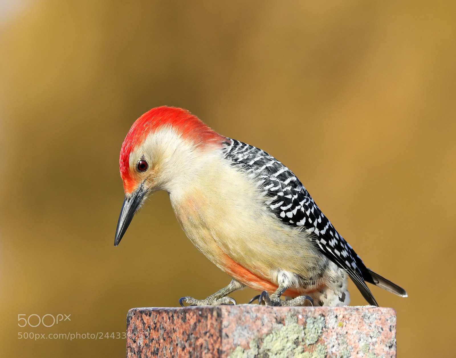 Canon EOS 7D Mark II sample photo. Red-bellied woodpecker photography