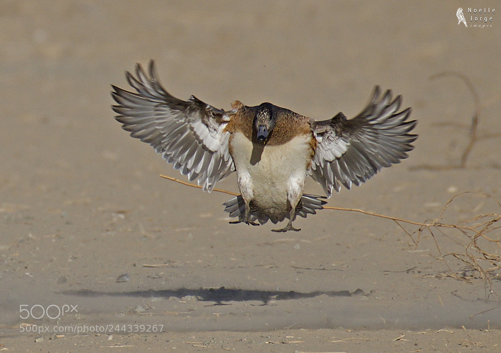 Nikon D500 sample photo. All clear for landing photography