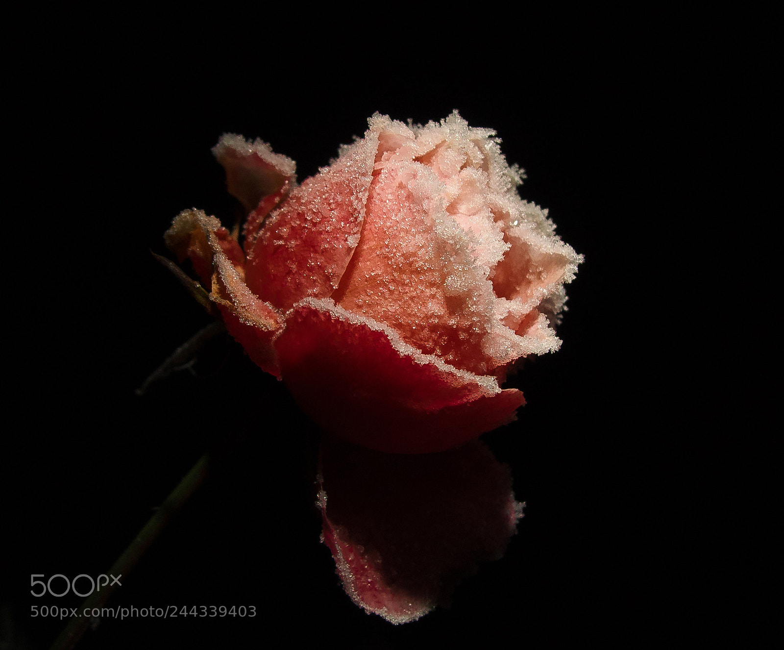 Olympus XZ-2 iHS sample photo. Frozen rose photography