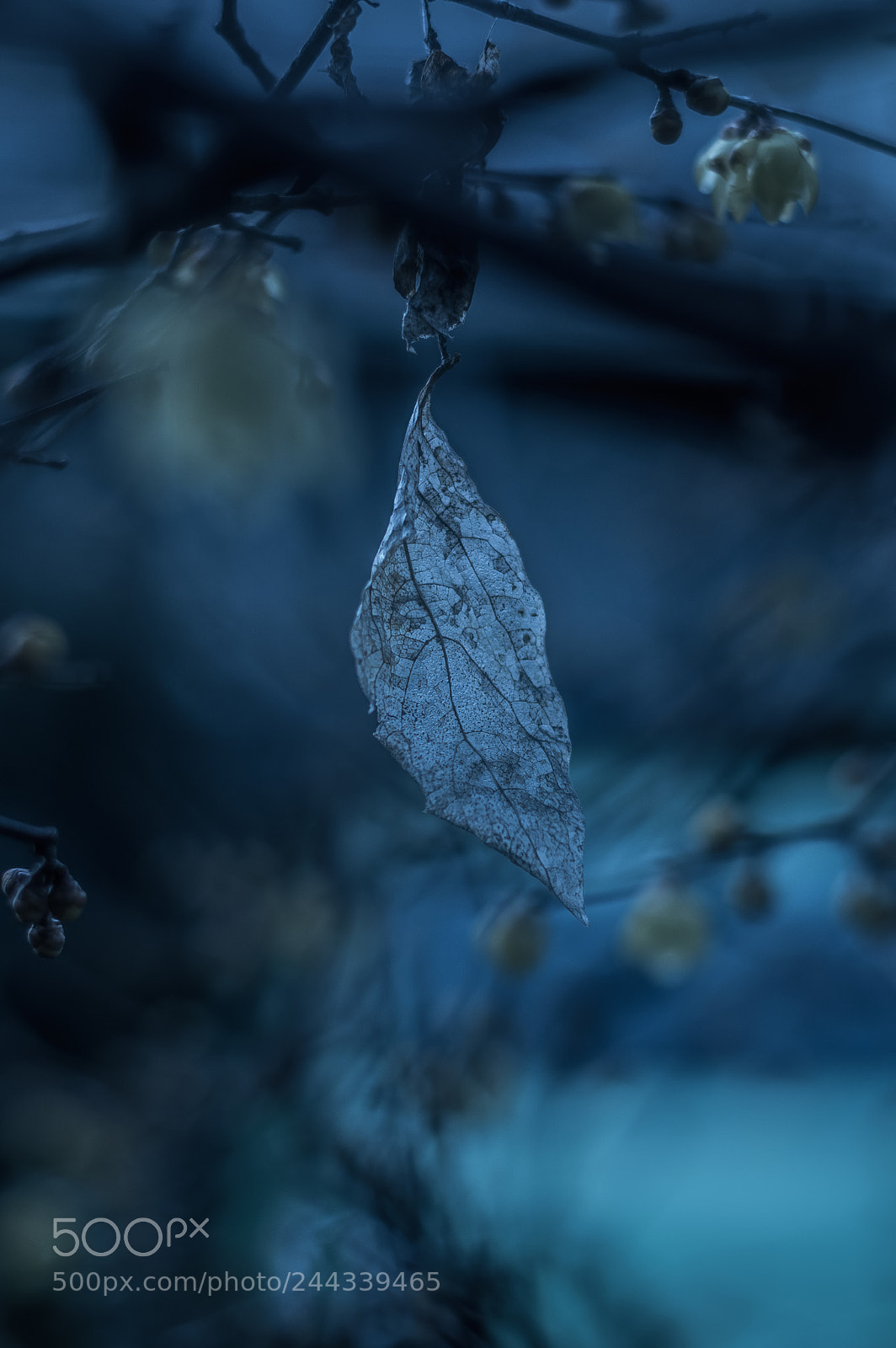 Pentax K-3 II sample photo. Leaf photography