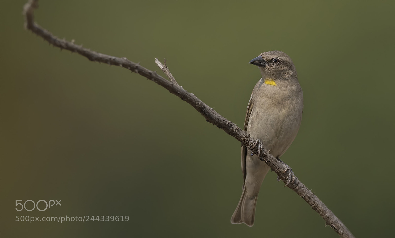 Nikon D500 sample photo. Yellow throated sparrow photography