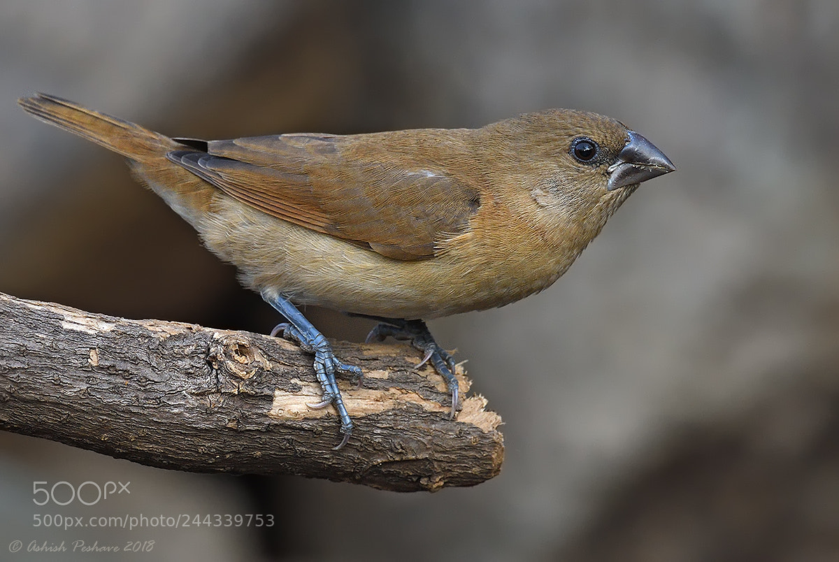 Nikon D500 sample photo. Scaly breasted munia photography