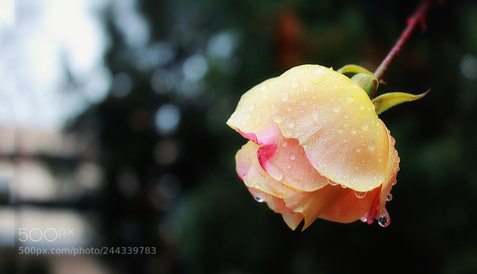 Canon EOS 1200D (EOS Rebel T5 / EOS Kiss X70 / EOS Hi) sample photo. Dew drops photography