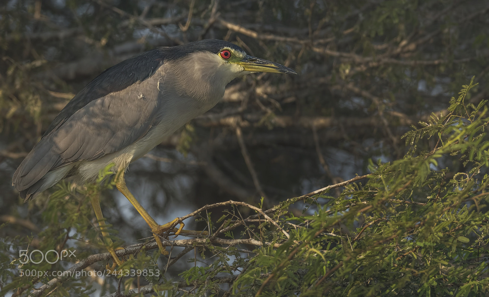 Nikon D500 sample photo. Night heron photography