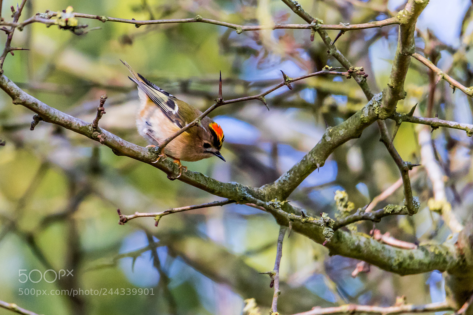Canon EOS 7D Mark II sample photo. Excited goldcrest photography