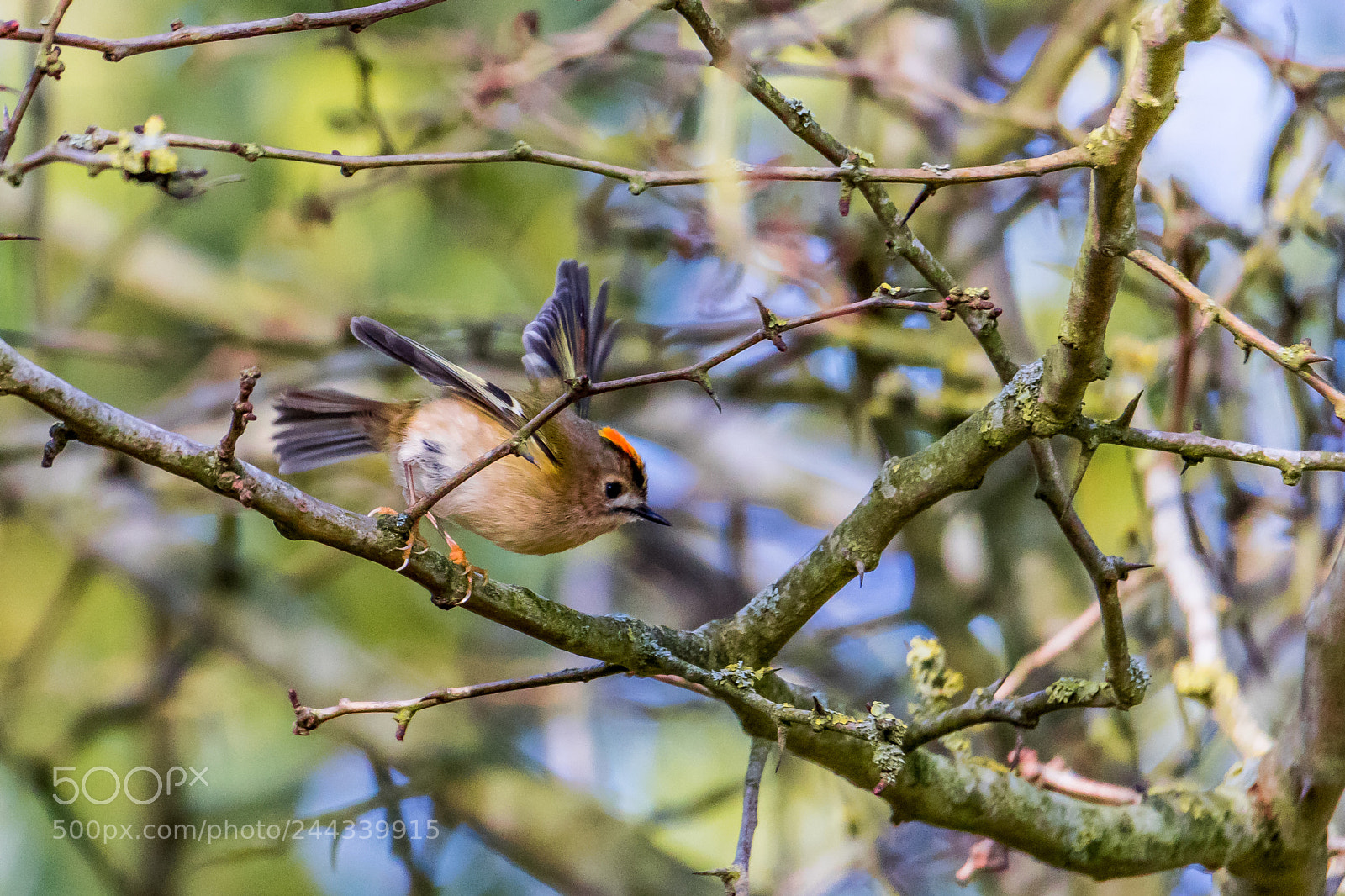 Canon EOS 7D Mark II sample photo. Excited goldcrest photography