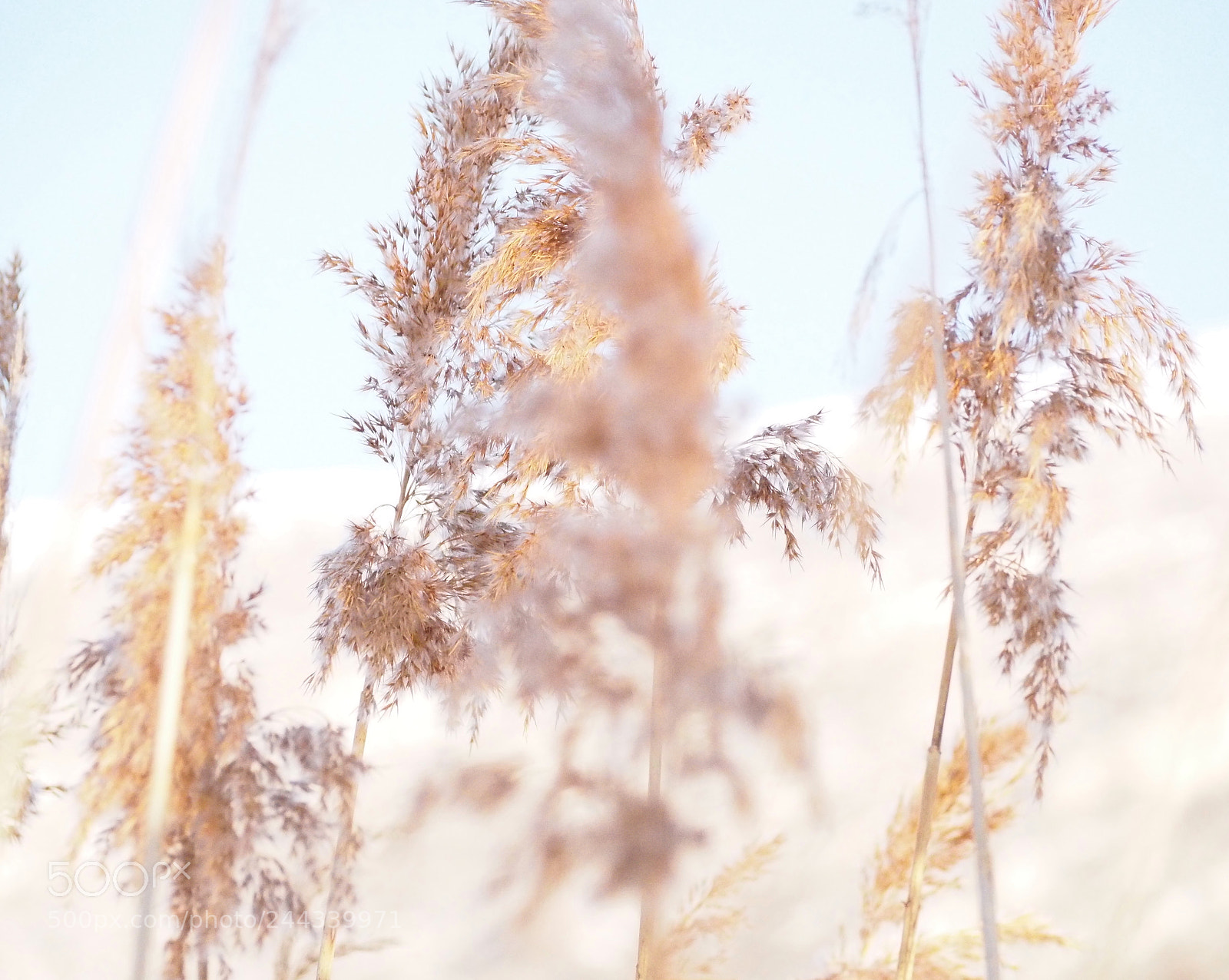 Olympus OM-D E-M10 II sample photo. Nuance photography