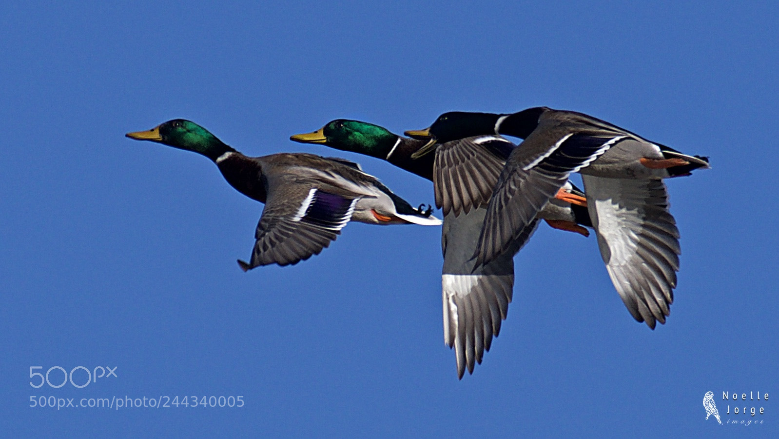 Nikon D500 sample photo. Mallards take flight photography