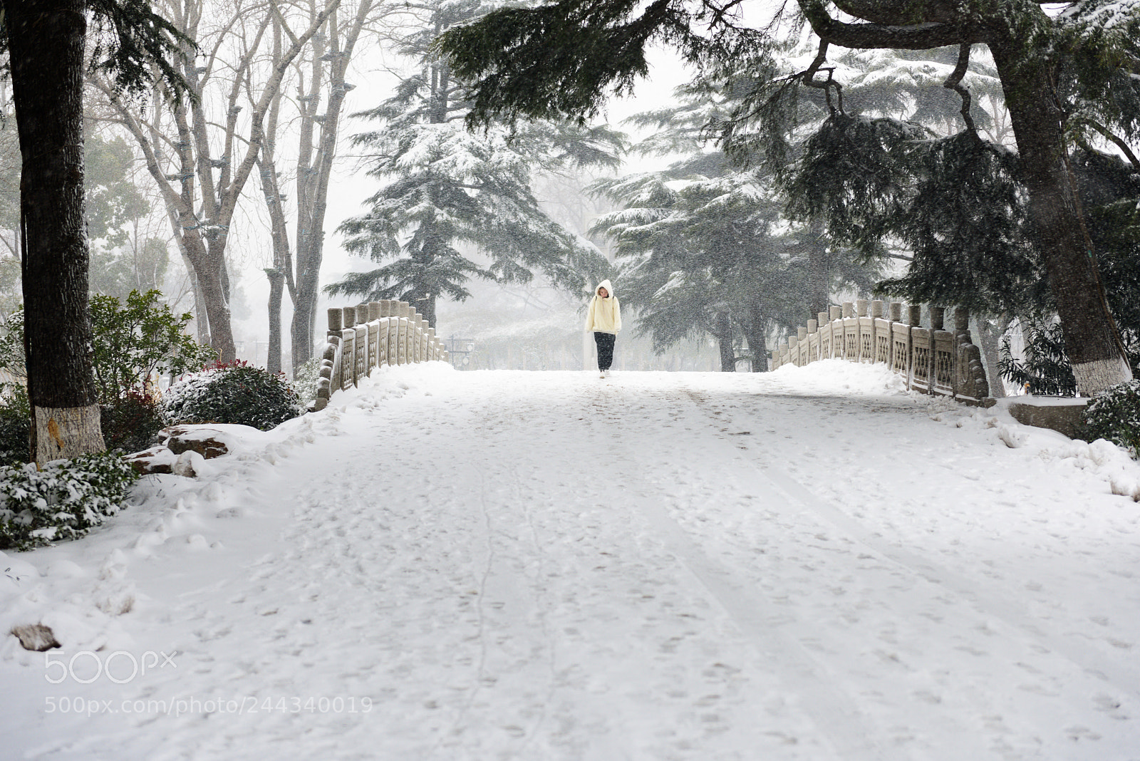 Nikon D810 sample photo. 雪 photography