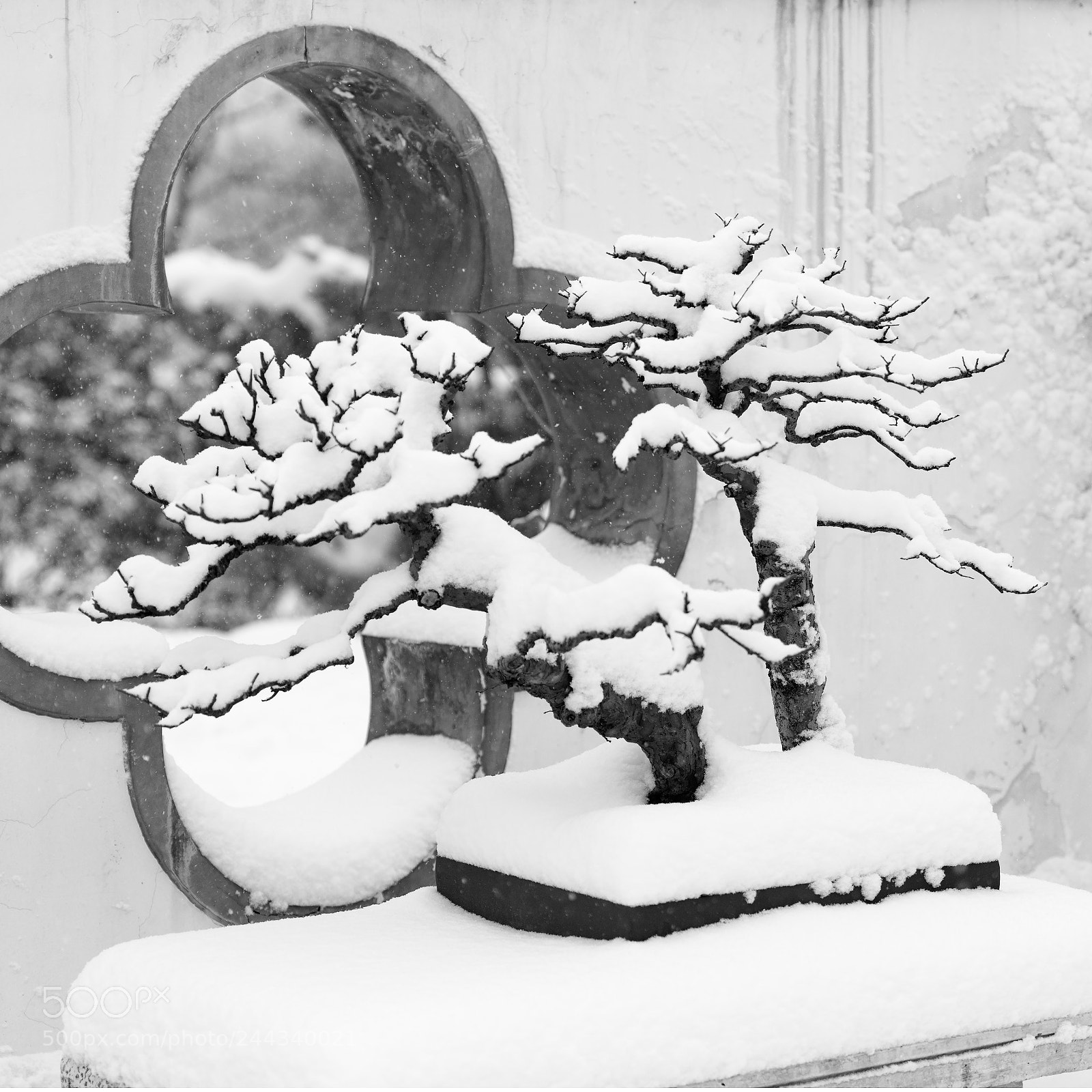 Nikon D810 sample photo. 雪 photography