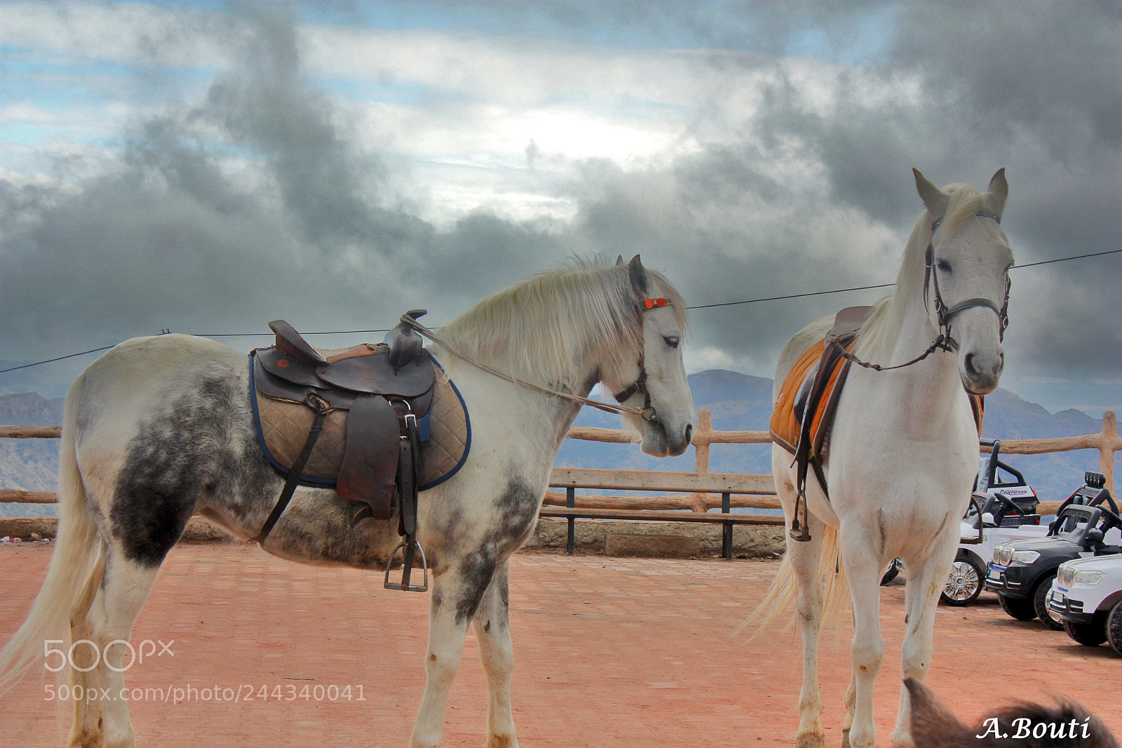 Canon EOS 450D (EOS Rebel XSi / EOS Kiss X2) sample photo. White berber horse photography