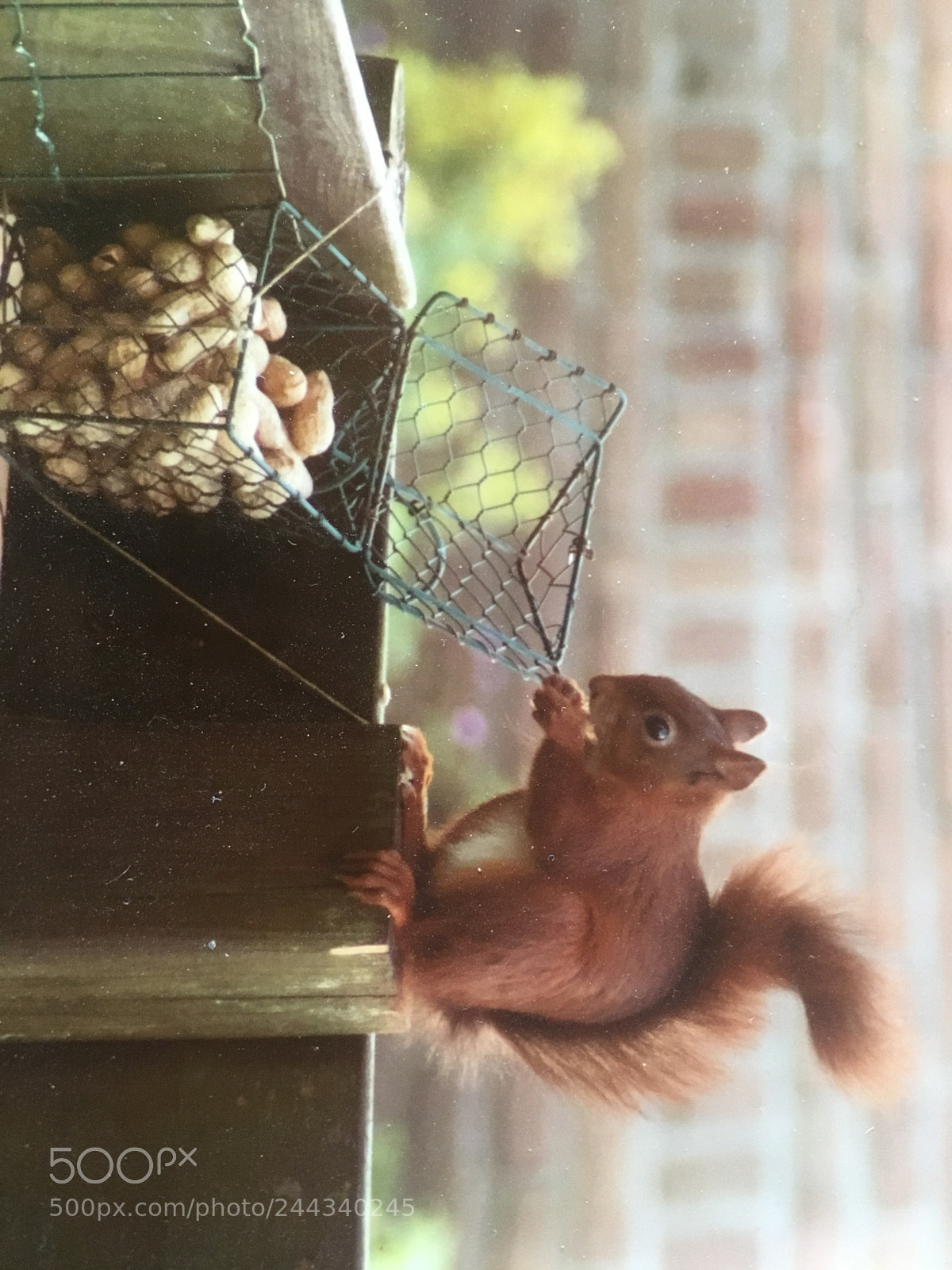 Apple iPhone SE sample photo. Squirrel ad back garden photography