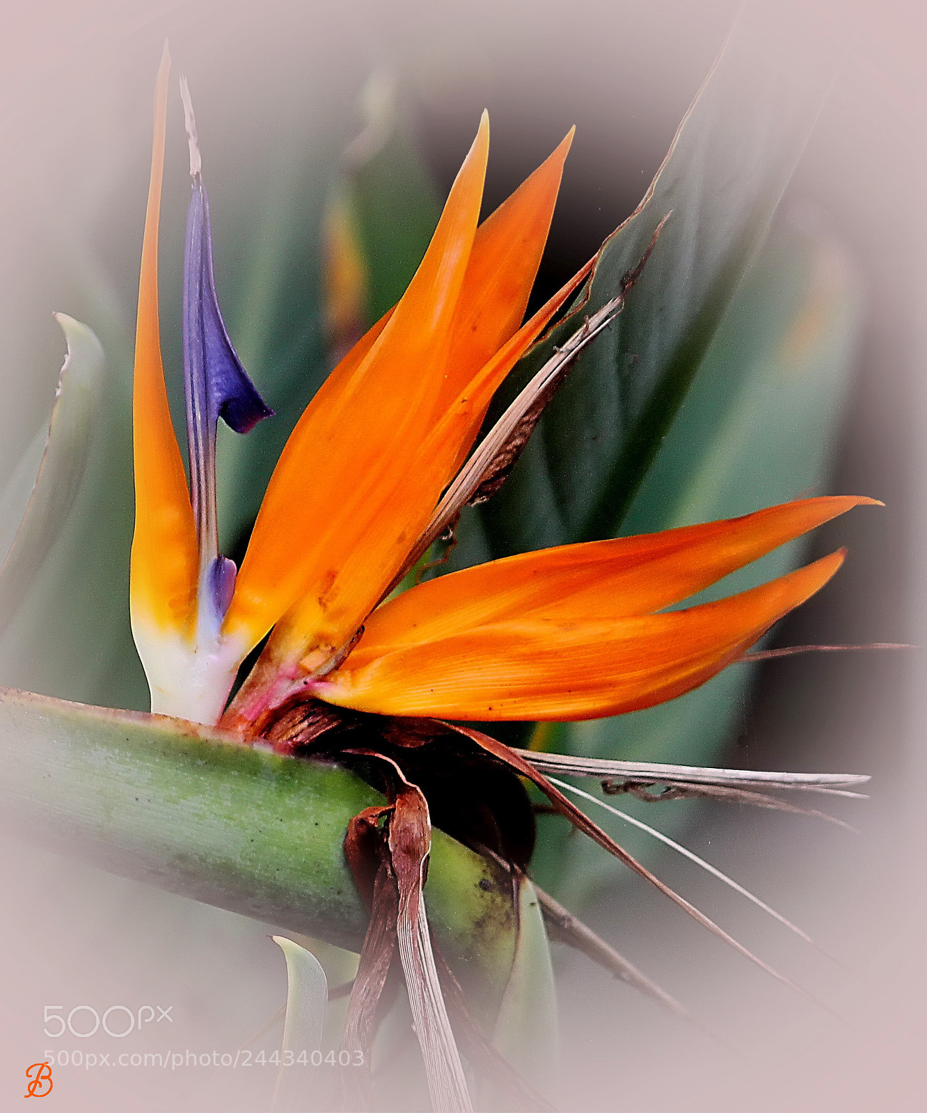 Canon EOS 550D (EOS Rebel T2i / EOS Kiss X4) sample photo. The amen of nature photography