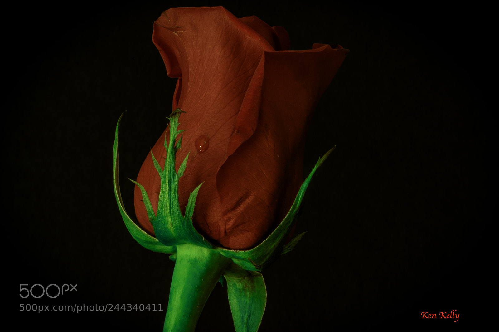 Canon EOS 7D Mark II sample photo. Rose photography