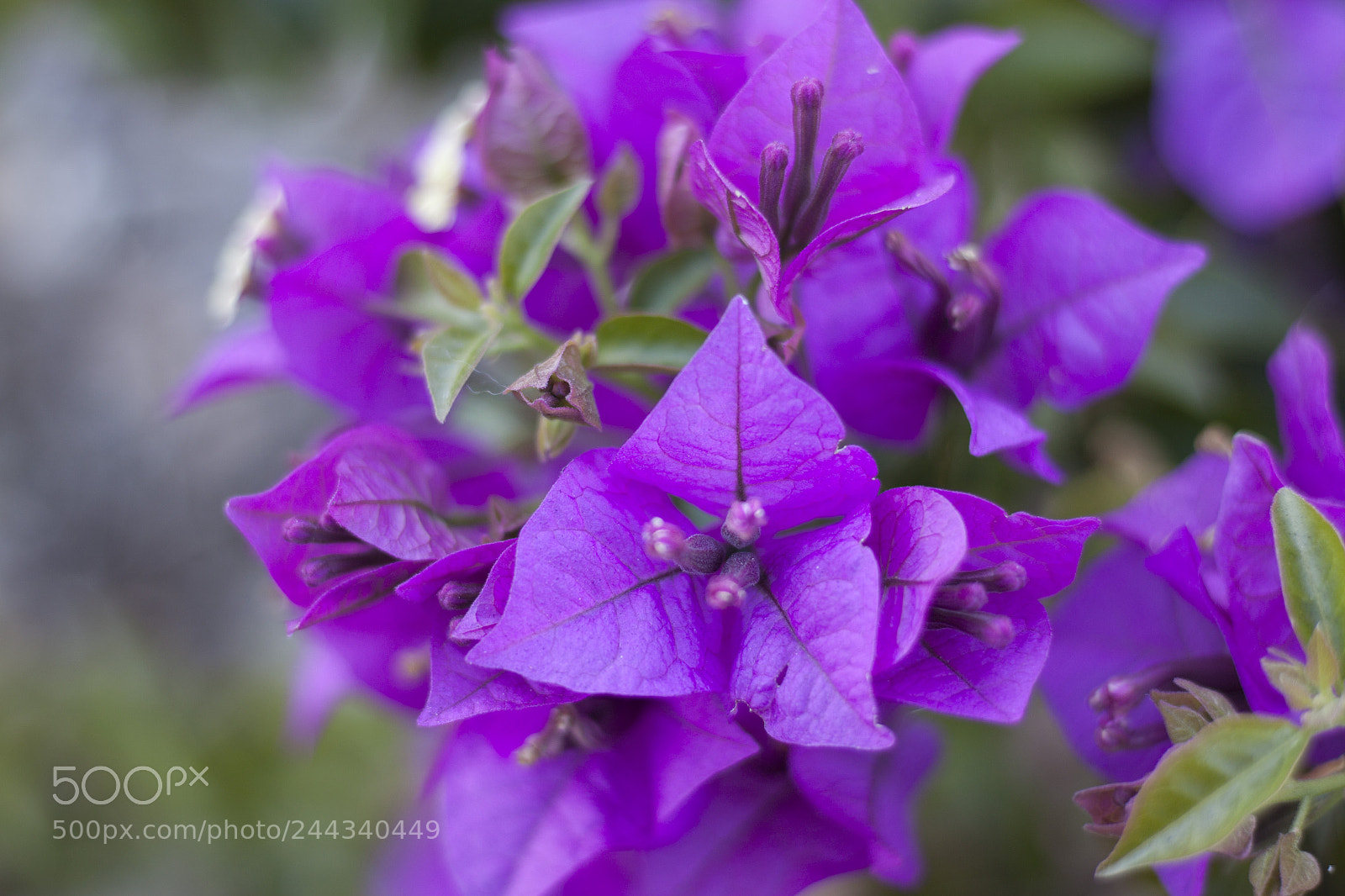Canon EOS 500D (EOS Rebel T1i / EOS Kiss X3) sample photo. Purple flower photography