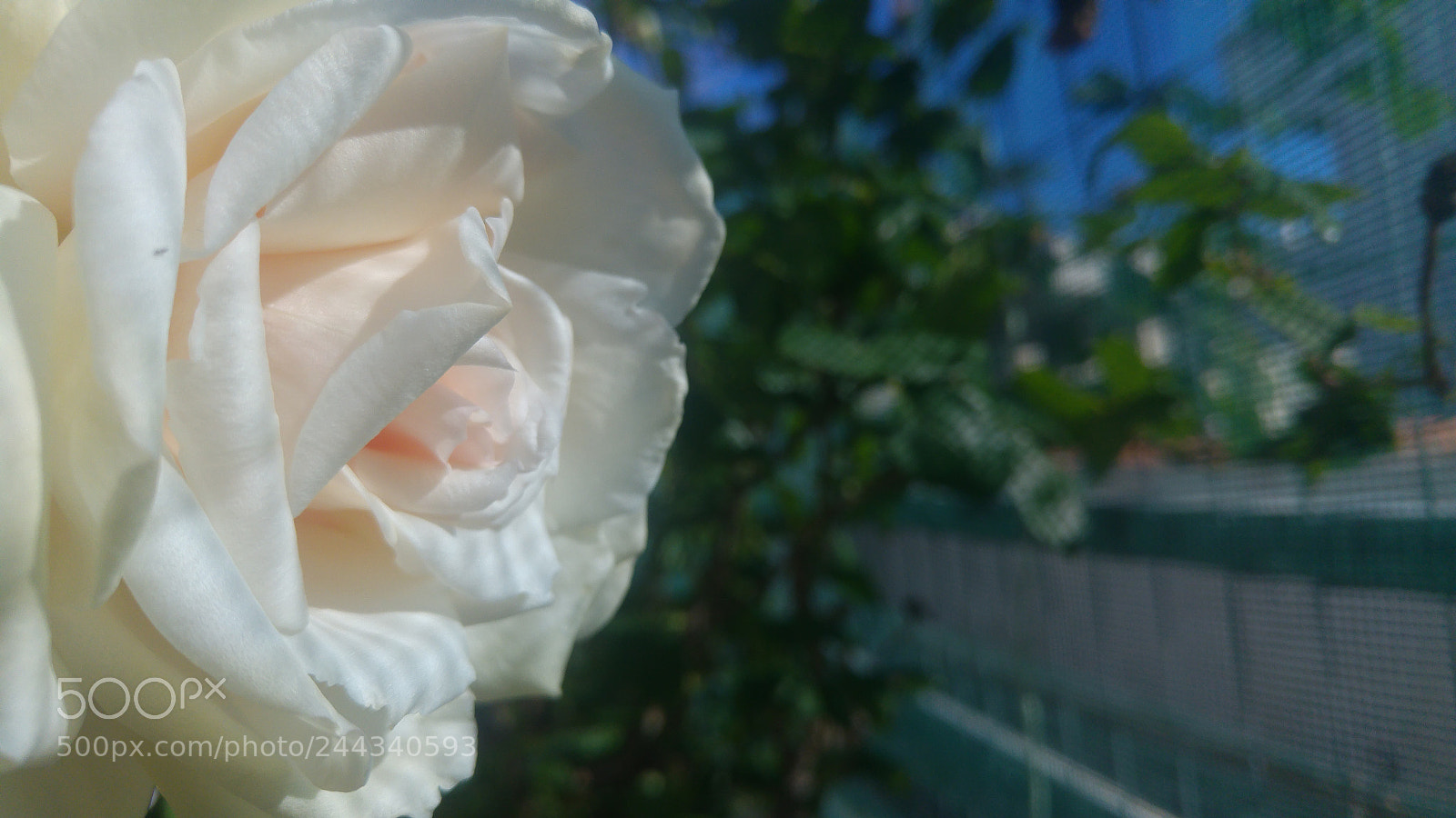 LG G4 sample photo. Untitled photography