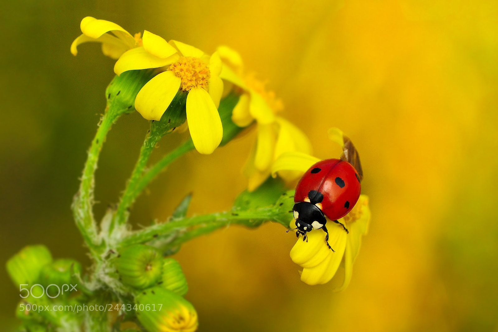 Nikon D90 sample photo. Red point. photography