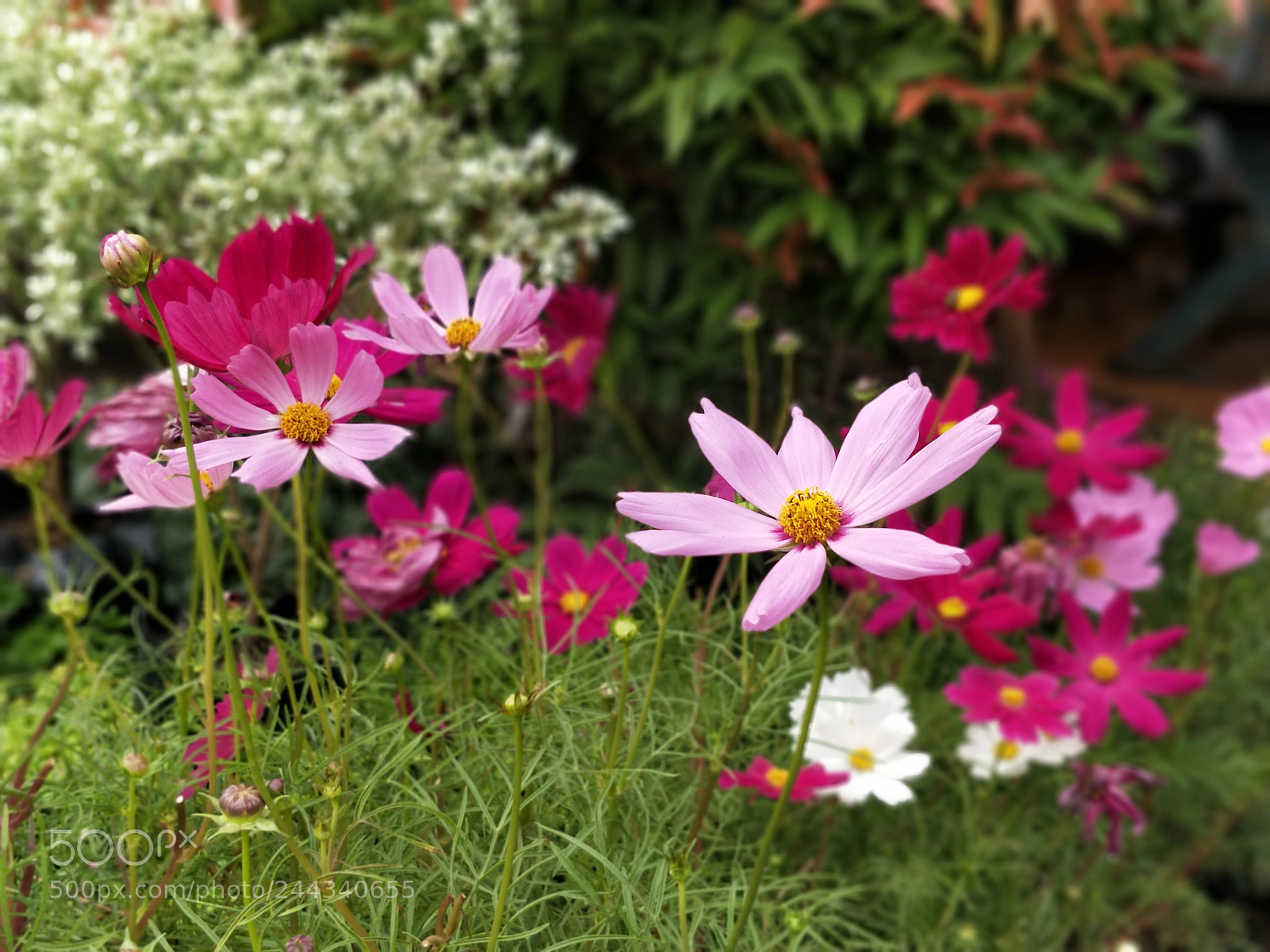 OnePlus 5 sample photo. Flowerbed photography