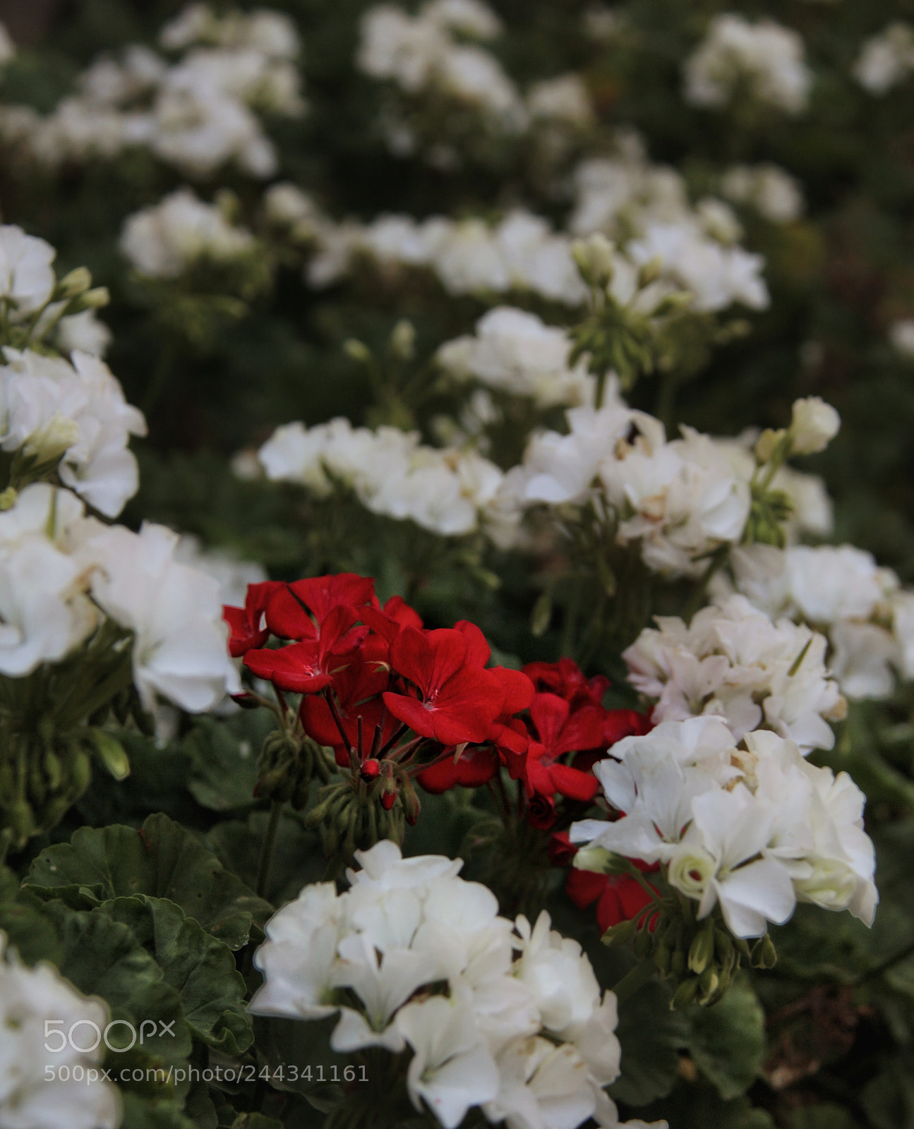 Canon EOS 650D (EOS Rebel T4i / EOS Kiss X6i) sample photo. Untitled photography