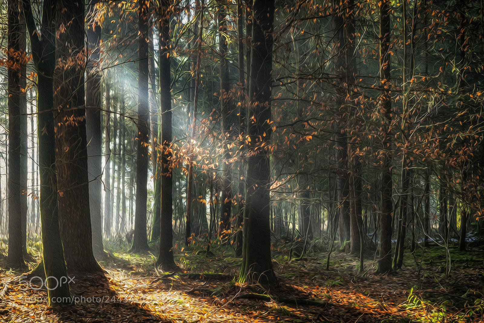 Sony a7 sample photo. Colors of autumn photography