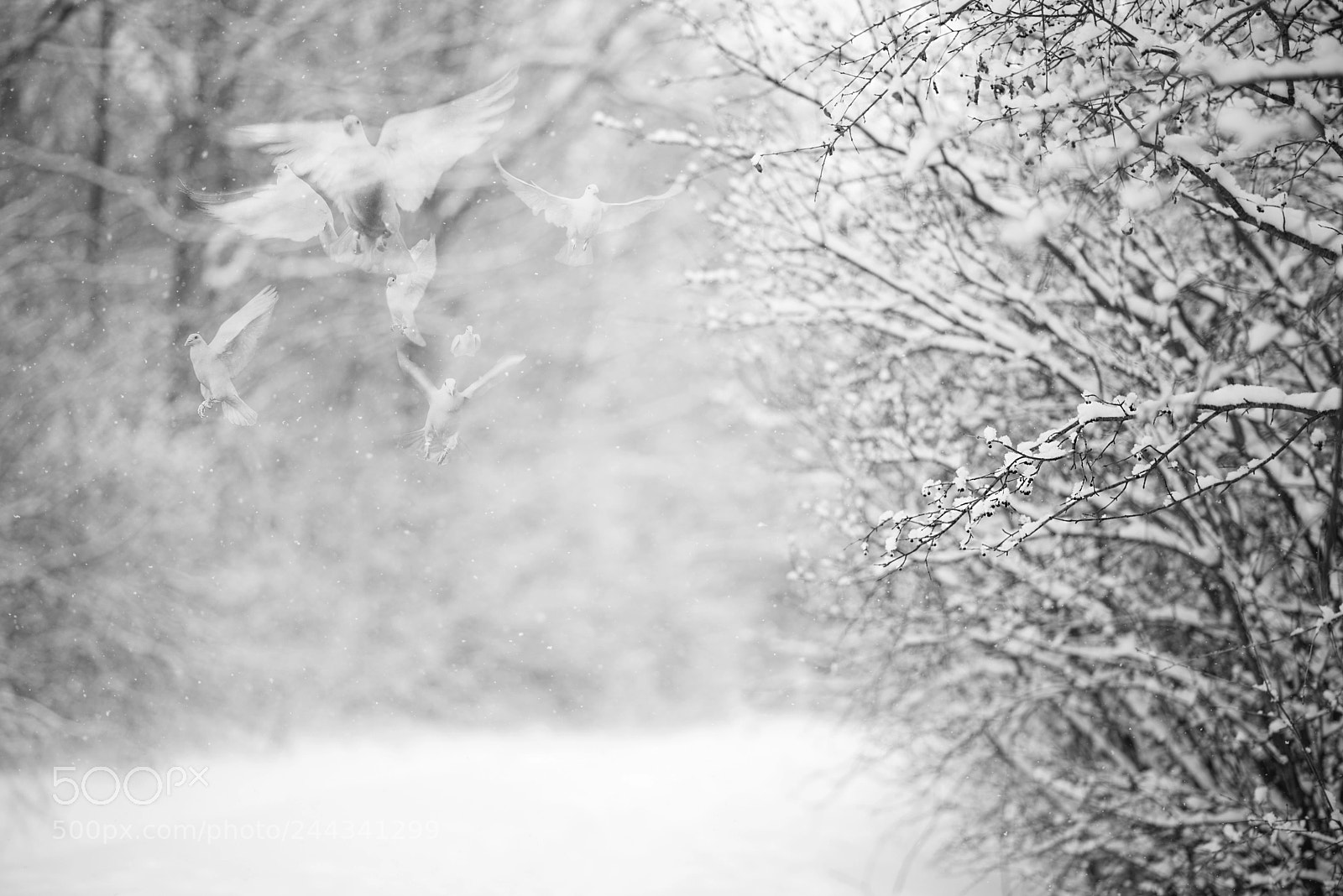 Nikon D600 sample photo. Imaginary things photography