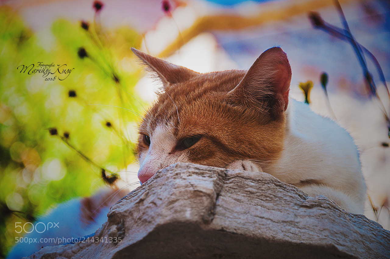 Nikon D5000 sample photo. Summertime cat photography